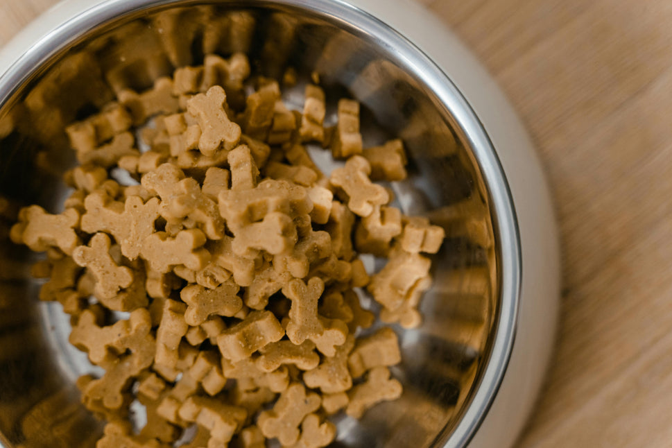 The Truth About Dog Food: What’s Really in Your Pet’s Bowl?