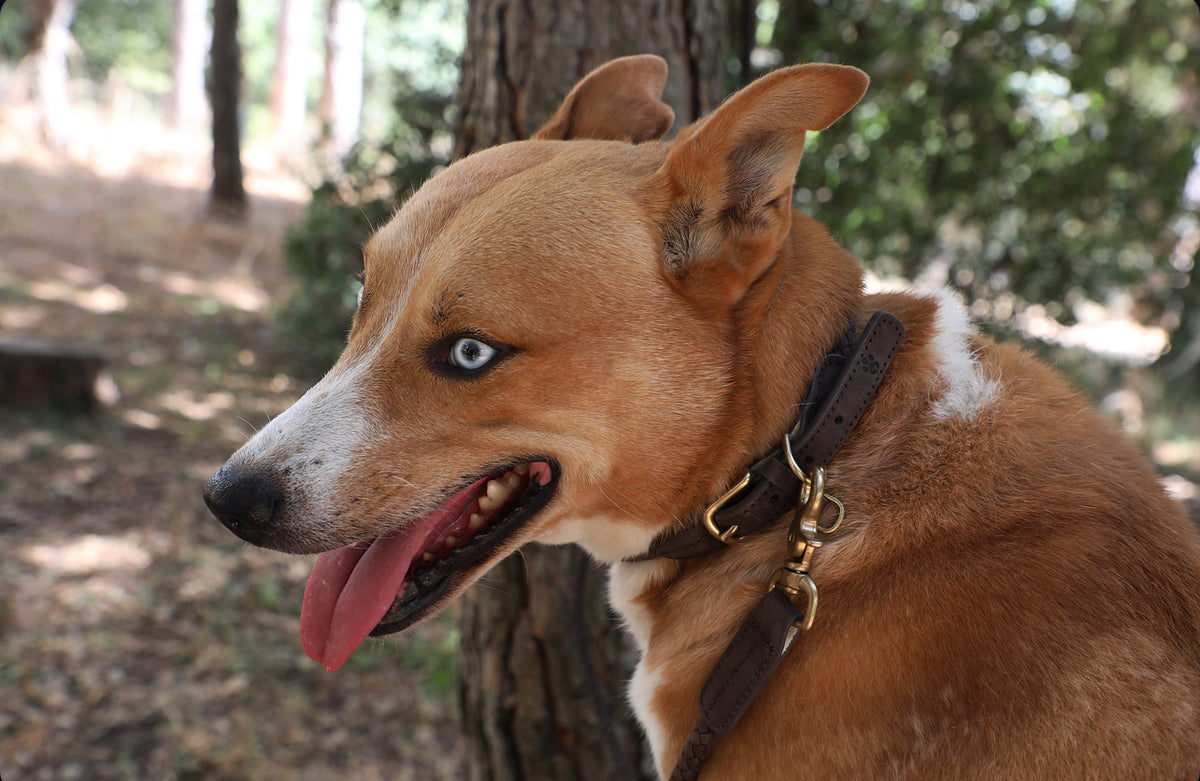 A dog wearing The Furry Fam leather collar in the forest