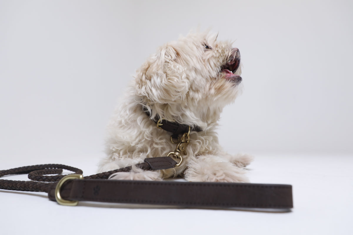 A small white dog next to The Furry Fam leather leash
