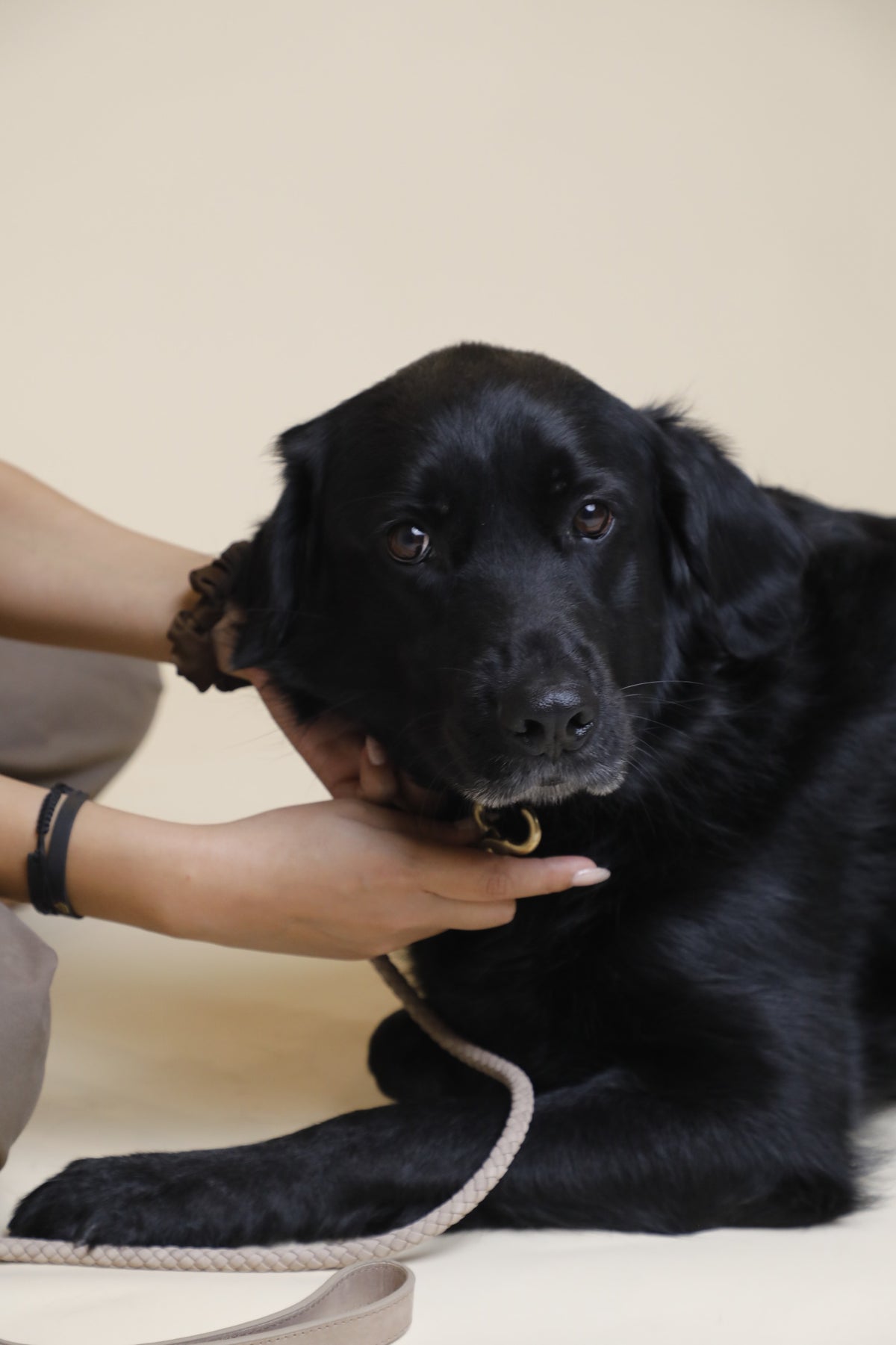 A black dog being petted, The Furry Fam