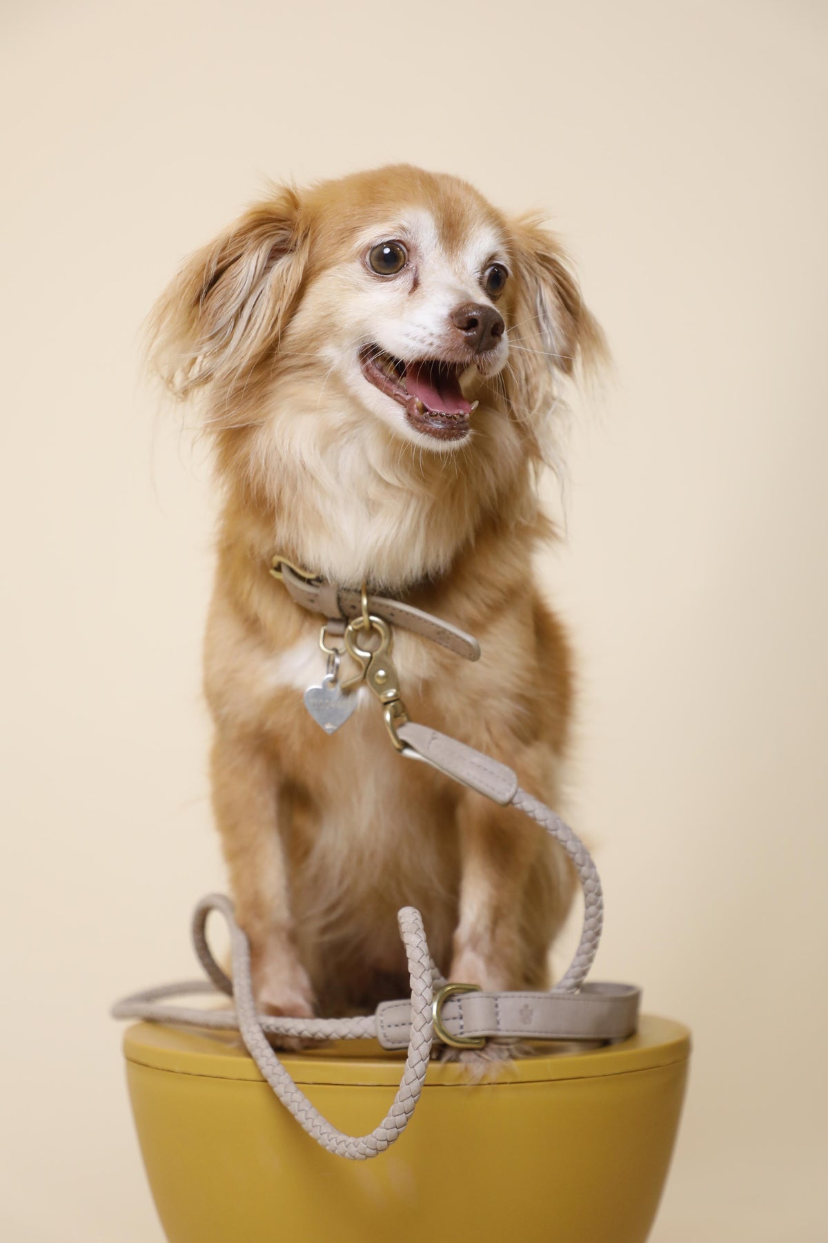 A small dog sitting with The Furry Fam collar and leash